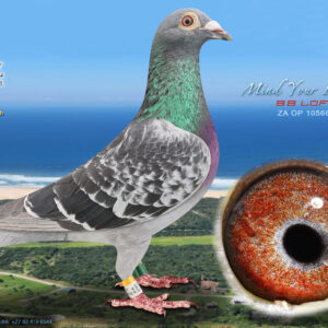 LOT 54: ZA 10566 OP 2024 (C) - ENTERED BY: BB LOFTS - 5TH RACE 4 - 9TH ACE PIGEON - SEE PEDIGREE AND THE EXTRA INFO - THIS IS SUPER !!!