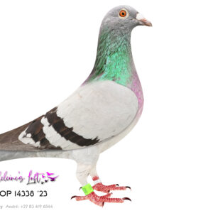 LOT 2: 14338 ZA OP 2023 (H) - bred from the best Turbo Tom X Kittel genes available in SA. Sire and Dam to 14338 are both directly from Legend John du Preez of du Preez & Deetlefs. World famous pigeons like “167” and “4790” are present in this bloodline responsible for many accolades and super pigeons like “Turbo Kittel” and recently “Lara” responsible for amazing results on all platforms of pigeon racing. “Moneymaker” and “Twilight Pearl” is regarded as a phenomenal click pair and bred super offspring. The offspring of this super pair is available in both parents of 14338. - SEE PEDIGREE !!!!