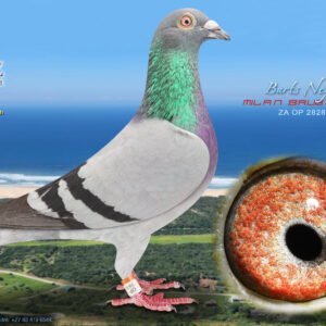 LOT 42: ZA 2828 OP 2024 (C) - ENTERED BY: MILAN BRUGGEMAN