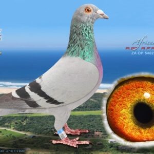 LOT 39: ZA 5402 OP 2024 (C) - ENTERED BY: AST AFRIKA