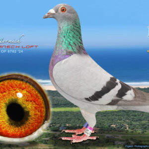 LOT 35: ZA 24 OP 8782 - ENTERED BY: SCHARNECK LOFT - THE SIRE: BRED BY OUT OF AFRICA LOFTS FROM THE VERY BEST SHIROCCO - HALOVER GENETICS - SEE PEDIGREE !!!