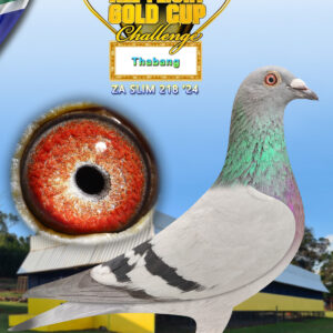 LOT 2: ZA 24 SLIM 218 - ENTERED BY: THABANG - THE SIRE: One of those birds you just know is special before even handling him.Sire to 39th race (2), 75th race (3), 5th race (5) ,2nd race (6), 33rd race (7) and 1st on 525 km race (8) at "Diaz" One Loft renowned for birds that can bite the bullet. - THE DAM: Co winner Bloemhof (1) & (2) 2018.Again co winner 2018 580km and 31st Ace overall Fed 2018.Org winner Dewetsdorp 2019 - SEE PEDIGREE !!!