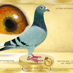 LOT 3: ZA TURFPET 0654/24 “ CARELLY X T LOCK ACES “ HER SIRE: ZA VPU 6552/23 His sire ZA VPU 4441/20 is a top breeder and full brother to ZA VPU 7103/24- 25th Hot Spot 2, Winburg, 351km, vel 1383 Dinokeng 16th Hot Spot 5, Trompsburg, 556km, vel 1390 35th Final Dinokeng, Colesberg, 655km, vel 1074 38th BARZALONA Dinokeng 724km, vel 1363 His dam ZA GPU 11757/15 - SUPERBREEDER, 6 sons and a daughter are also superbreeders.. Dam to ZA 243623/20 - Dam to STRW 598/24- 6th Ace Pigeon Capetown International 2025 - P. Webber. Dam to ZA GPU 08416/17 - Dam to ZA GPU 2592/20 - 1st ACE ALLROUND OERF FEDERATION 2022 - HER DAM: ZA CYRILS 4562/14 - FOUNDATION HEN - P V WYK. CLICK HEN TO 3 DIFFERENT COCKS!SEE PEDIGREE !!!