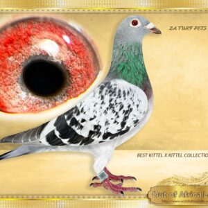 LOT 1: ZA TURF PETS 0900/24 (C) - “ BEST KITTEL X KITTEL 0900 “ - NICE strong cock. Silky soft feathering. Son to NL 8436067/22- Sire to ZA TURFPETS 0833/24- Raced and scored 13/13 weeks in a row. - The dam NL 8552783/22 - is linebred to ALL THE LEGENDS IN ONE "KITTEL" "GREIPEL" NEW KITTEL" - SEE PEDIGREE !!!