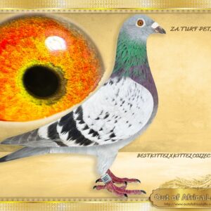 LOT 1: ZA TURF PET 0657/24 (H) - “ KITTEL X BEST KITTEL 0657 “ - Daughter from a proven breeding pair. Full sister to ZA VPU 9825/23- Dam to R35 000 Sales Race for A. Jonck when mated to a direct son of A. Bester's Click PAIR "63384 X 148637", full brother to the dam of "TURBO KITTEL" Linebred to -BELG 4130074/19 - "ORLANDO" - Top sire and grandsire of many winners and top racers. His sire is 1ST ACE KBDB and his dam 4TH ACE KBDB Speed 5 x Ggsire to ZA VPU 9805/23- Sire to NAS NAM 7313/24 - 1st Ace Pigeon 2nd Leg Long Distance Namibian National Lofts 2025- Bred by R Hays. - The BEST KITTEL FAMILY dominated DUbai One Loft Final 2024 - SEE PEDIGREE !!!