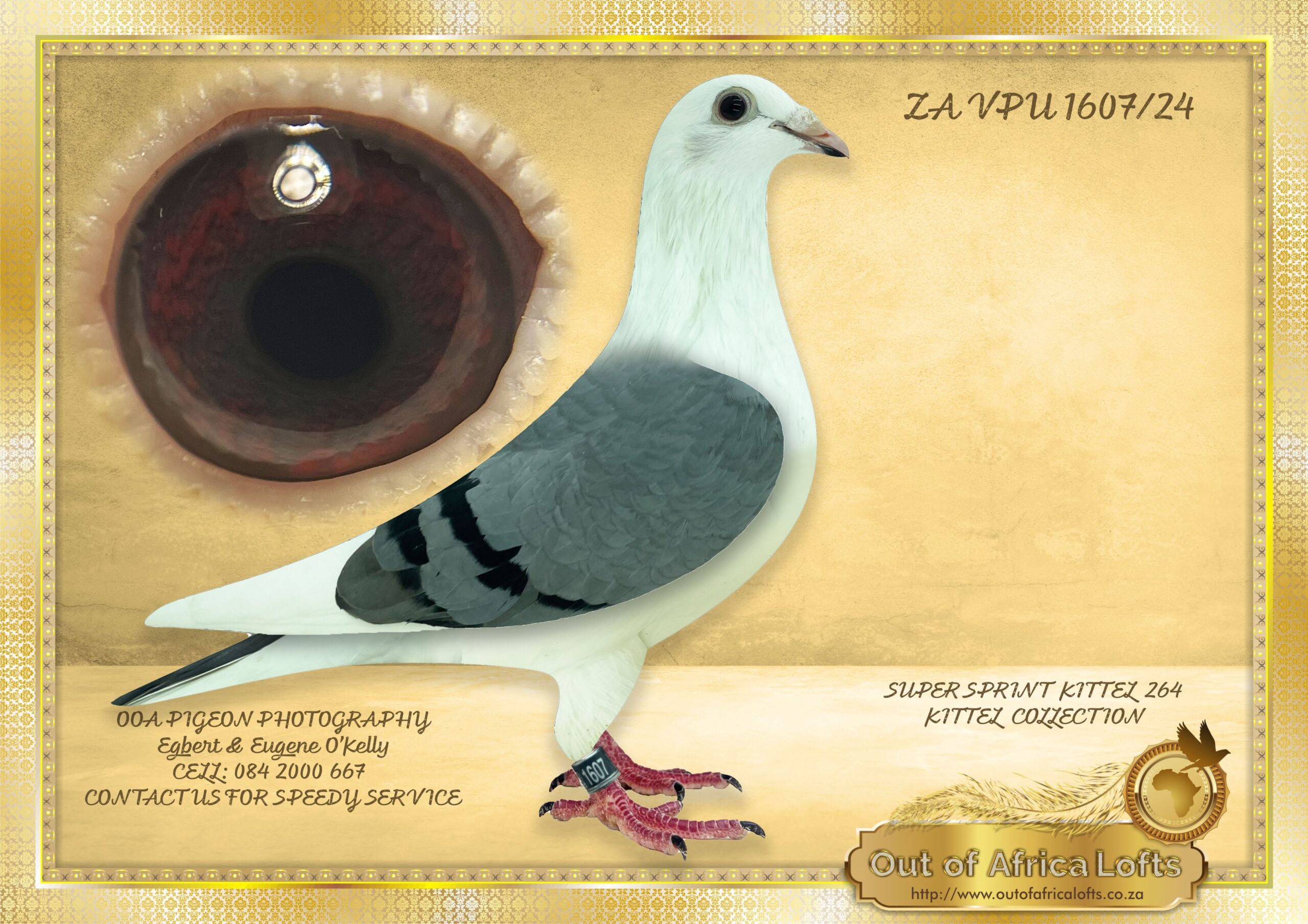 LOT 4: ZA VPU 1607/24 (H) - “ PIED TURBO KITTEL “ - Bred for stock