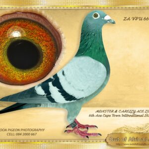 LOT 10: ZA VPU 6676/24 (H) - “ 4 SUPER ACES “ - Her half sister ZA 243623/20 - bred 6th Ace Capetown International for P Weber-See attached dam’s pedigree Both parents are fantastic breeders. This line bred 3RD AND 5th Final Capetown International 2025 Her half sister bred 6th Ace Capetown International for P Weber-See attached dam’s pedigree 1st MARLBANKS ONE LOFT HOT SPOT 5 Winner by 9,15 minutes! , 585km, vel 1289- Dam purchased from OOA LOFTS- 4 X GOLDEN CARELLY X 08816 , SIRE ABL KITTEL – SEE DAM’S PEDIGREE- ZA VPU 8159/23 Their children breed winners for many fanciers, most recently the sisters on dam's side: * ZA 243623/20 - Dam to STRW 598/24- 6th Ace Pigeon Capetown International 2025 - P. Webber. * ZA GPU 08416/17 - Dam to ZA GPU 2592/20 - 1st ACE ALLROUND OERF FEDERATION 2022 - SEE PEDIGREE !!!