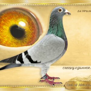 LOT 8: ZA VPU 6909/24 (H) - “ GUNNER/CHEEKY/810” - Linebred to * ZA GPU 15026/11- " CHEEKY" - Sire and g/grandsire to 11 DIFFERENT One Loft winners. Double grandsire to ZA F1 LOFTS 1036 25- 1st Final Diaz One Loft 2025 for F1 LOFTS.-SEE PEDIGREE Linebred to GUNNER and his full siser. " SUPERBREEDER" - ZA GPU 12653/12- " GUNNER" - 1st Final One Loft Race Western Cape Klapmuts Lofts 2013 Ggsire to 1st BARZALONA Dinokeng 2025, 8th Overall Ace, 63rd Final 2025 - ZA ODRA 23226/24 -See pedigree Grandsire to ZA OOA 139/18 - SUPER BREEDER. Dam to ZA OERF 4745/22 - "GOLD GIRL " SANPO GOLD MEDAL WINNER LONG DISTANCE FCI 2024 9th Wolrd Ace Long Distance - TRIPLE Grandsire to ZA CYRILS 5164/23- 1st Final Sapir Summer race 2023 -Bred by Ou Skuur Hokke. - SEE PEDIGREE !!!