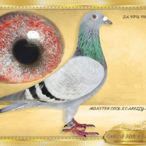 LOT 7: ZA VPU 7166/24 (H) - “ MONSTER X CARELLY ACES “ ½ Sister to ZA 243623/20 - Dam to STRW 598/24- 6th Ace Pigeon Capetown International 2025 - P. Webber.-SEE PEDIGREE Very close niece to ZA GRPF 1044/23- 4 X 1st Club Winner& 1st Federation & , 2 x 2nd Club Winner - 1st Ace Long Distance GRPFederation 2025- SEE PEDIGREE A SUPER HEN! *****VERY HIGHLY RECOMMENDED!!!! Sister to many superbreeders on sire and dam side Both parents are fantastic breeders. Their children breed winners for many fanciers, most recently the sisters on dam's side. Closely related to 2025 season SUPER STAR ZA GRPF 1044/23- 4 X 1st Club Winner& 1st Federation & , 2 x 2nd Club Winner - 1st Ace Long Distance GRPFederation 2025- SEE PEDIGREE ZA GRPF 1044/23- 4 X 1st Club Winner& 1st Federation & , 2 x 2nd Club Winner -Bred for stock from 4 SUPER ACE PIGEONS *" MONSTER COCK " - ZA GRPA 02854/11-4 x Club Winner - SEE PEDIGREE !!!