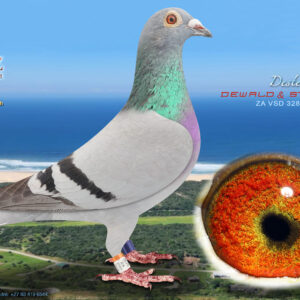 LOT 37: ZA 24 VSD 328 - ENTERED BY: DEWALD & STEFAN - SEE PEDIGREE - BRED FROM THE VERY BEST WEBSTER GENETICS - DON'T MISS THIS ONE !!!