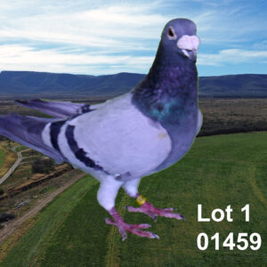 LOT 1: ZA 12 OP 01459 (C) - TELER : SAKKIE V/D MERWE.