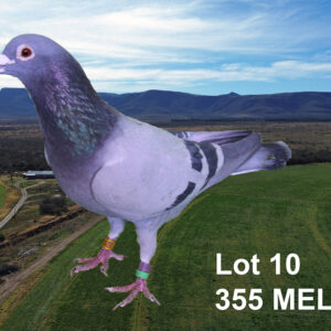 LOT 10: ZA 22 MELK 355 (C) - THE SIRE: ALIAS : DUITSE COCK GEKOOP : SUN CITY MILLION $ - THE DAM: ALIAS: WITKOPPIE. TELER : VINK VENTER.