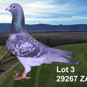 LOT 3: ZA 16 29267 (C) - TELER : WIESE.