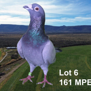 LOT 6: ZA 18 MPET 161 (C) - TELER : COENIE BASSON.