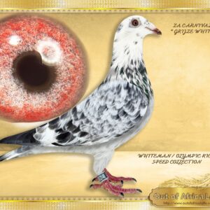 LOT 5: ZA CARNIVAL 2148/24 (H) - ** SEE PAYMENT OPTIONS ** - ***** MEGA EXCLUSIVE OFFER ***** We have 2 full brothers and two full sisters at stock. The “WHITEMAN/OLYMPIC RICO FAMILY” is THE ONLY SPEED FAMILY IN THE WORLD that has now won 3 TIMES 1ST ACE WORLD OLYMPIC SPEED TITLES IN 5 SEASONS!!! We have decided to make a son and daughter available from our WHITEMAN FOUNDATION HEN “ MISS UNIQUE WHITE” when mated to BELG 6188793/21 - Full brother BELG 6023328/2020- "MORMELKE"- 1st Provincial Ace Kleine Fond KBDB & 4th National Ace KBDB WHITEMAN is 1st Provincial Ace, 3rd Ace KBDB Speed, and in turn Sire to “OLYMPIC RICO” – 1st Ace Speed KBDB & 1ST Ace World Speed, in r=turn grandsire to 1st Ace Speed World 2025 EVERY FANCIER that has handled this family has “FREAKED OUT” to say the least. BIG NAMES have now noticed them as well in S.A. We are in process of building up a super family of them. The “WHITEMAN SPEED FAMILY is relatively unknown in South Africa.