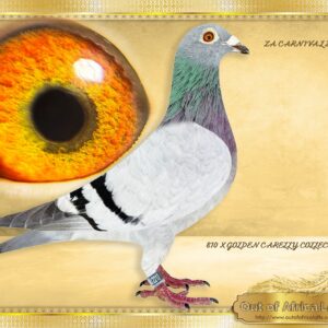 LOT 6: ZA CARNIVAL 2213/24 (H) - “ 810 X GOLDEN CARELLY “ DIRECT DAGHTER TO TWO SUPERBREEDERS!! ***** CAN NOT OFFER BETTER SUPER QUALITY FROM THESE LINES! ***** SUPER HEN! WOW! Sire breeds Organisational Ace Pigeons, dam's children breeds MULTIPLE WINNERS I did not inted to sell this hen! Sister to super breeders on sire and dam side. Breeding ready. Bred from two of our best stock pigeons! THE SIRE:ZA OERF 05518/16 - SUPERBREEDER.Sire to ZA GPU 10075/120- SUPER RACER!- Best Bird Long Distance Gauteng Combine & GPU 2021 & Ace bird Boksburg Combine Club 2021 Union Winner- Scored 1,3,5,8,9,10,19 & 15th!! She in turn is dam to ZA GPU 10075/20 - Ace bird Boksburg Combine Club 2021 Union Winner- Scored 1,3,5,8,9,10,19 & 15th!! Dam to ZA GPU 2989/23 " DTR CHILD RED KITTEL" - 2nd Ace Dinokeng 2024 - Entered by Jaco & Danie- SOLD LAST WEEK FOR R160 000 ON TOPPIGEON!! - SEE PEDIGREE !!!