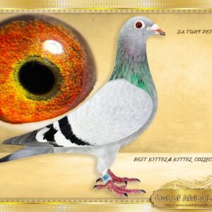 LOT 2: ZA TURF PET 0650/24 (H) - **** SEE PAYMENT OPTIONS **** - A SUPERB HEN! This BEST KITTEL x KITTEL LINE has made and IMMEDIATE IMPACT in different lofts. Linebred to SUPER BREEDERS X SUPERBREEDERS right through the pedigree. A testament to that is that her full sister ZA VPU 9825/23- Dam to R35 000 Sales Race for A. Jonck when mated to a direct son of A. Bester's Click PAIR "63384 X 148637", full brother to the dam of "TURBO KITTEL" Linebred to BELG 4130074/19 - "ORLANDO" - Top sire and grandsire of many winners and top racers.His sire is 1ST ACE KBDB and his dam 4TH ACE KBDB Speed 5 x Ggsire to ZA VPU 9805/23- Sire to NAS NAM 7313/24 - 1st Ace Pigeon 2nd Leg Long Distance Namibian National Lofts 2025- Bred by R Hays. -SEE PEDIGREE of NAS NAM 7313/24 Linebred to "BEST KITTEL" - 1st NATIONAL ACE KBDB 2017 Linebred to BELG 5006065/12 - "NINA" - 4th NATIONAL ACE KBDB SMD 2013 Ggdam to ZA VPU 9892/23- Dam to NAS NAM 7313/24 - 1st Ace Pigeon 2nd Leg Long Distance Namibian National Lofts 2025- Bred by R Hays. - SEE PEDIGREE !!!