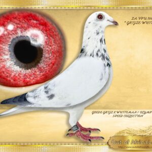 LOT 4: ZA VPU 1682/24 (C) - **** SEE PAYMENT OPTIONS **** - “ GRIJSE WHITEMAN “ Breeding ready. Bred racers and stock from him already. - GOED GRIJS MEETS WHITEMAN SPEED FAMILY!!! EVERY FANCIER that has handled this family has “FREAKED OUT” to say the least. BIG NAMES have now noticed them as well in S.A. We are in process of building up a super family of them. We have decided to make a son and daughter available from our WHITEMAN FOUNDATION HEN “ MISS UNIQUE WHITE” The “WHITEMAN SPEED FAMILY is relatively unknown in South Africa. We have imported a direct daughter to BELG 5213412/12, THE WHITEMAN / OLYMPIC RICO Family Foundation cock, as well as a full brother to “WHITEMAN”- 1st Provincial Ace, 3rd Ace KBDB Speed, as well as a full brother and sister to “MORMELKE” – 1st Provincial Ace Speed, 4th National Ace Speed KBDB The “WHITEMAN/OLYMPIC RICO FAMILY” is THE ONLY SPEED FAMILY IN THE WORLD that has now won 3 TIMES 1ST ACE WORLD OLYMPIC SPEED TTILES IN 5 SEASONS!!! THE "WHITE MAN LINE" is one of the top Speed Families in The World with over 300 wins in the past 5 years: - SEE PEDIGREE !!!