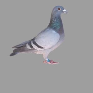 LOT 3: 009 BONANZA 16 BBC (H) - EINKAMERER - SMALL HEN - GOOD BALANCE - 100% BREEDING THROAT - OF THE BEST CLAUSING - HOOYMANS - KOOPMAN - HOUBEN BLOODLINES AVAILABLE IN THE WORLD TODAY - SEE PEDIGREE !!!