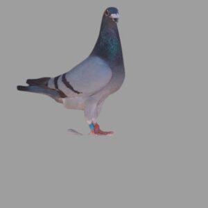 LOT 5: ZA 16 NWPF 1458 (C) - ENKAMERER - WORLD CLASS EYE – BRED FROM THE VERY BEST CLAUSING - DAVINCI - GABY VANDENABEELE - BLIKSEM LINE -  THIS IS A SUPER BRED PIGRON - MUST BREED WINNERS - SEE PEDIGREE !!!