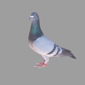 LOT 2: ZA 20 SRSP 859 (C) - ENKAMERER - THE SIRE: BRED FROM THE VERY BEST OF EINKAMERER LOFTS - THE  DAM: GOOD RACER - 2ND MOST POINTS IN CLUB OVERALL BEATEN BY OWN NESTMATE - BRED FROM THE VERY BEST OF JAN HOOYMANS - EINKAMERER GENETICS - SEE PEDIGREE !!!