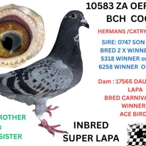 LOT 1: 10583 ZA 25 OERF (C) - G/SON LAPA /LAPA BRED 25 WINNERS / HIMSELF 8 X WINNER - SIRE & G/ SIRE AND G/G SIRE TO DINOKENG BAKKIE WINNER 2019 /KNOCK OUT WINNER AND FINAL WINNER 2020 CARNIVAL LOFTS WINNER / DIAZ LOFTS WINNER / GPU UNION WINNER / OERF GOLD / BRONZE / SILVER MEDALS AS WELL 1ST ACE CRADOCK ACE PIGEON / WINNING BLOOD FOR GYS LOUW / GVR LOFTS / OBERHOLTSER LOFTS / HENNIE MOLL /STEPHEN MANSFIELD / 2 DERBY WINNERS FOR HENNIE OOSTHUIZEN / GPU UNION WINNER FOR MYSELF - SEE PEDIGREE !!!