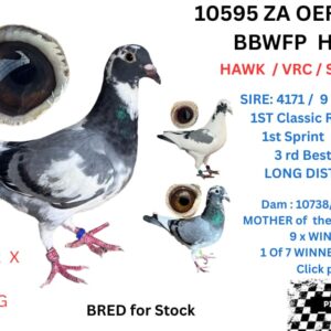LOT 4: 10595 ZA 25 OERF (H) - BRED FOR STOCK ,FATHER 9 X WINNER /SPRINT WINNER/CLASSIC WINNER / NOUPOORT WINNER WITH 25 MIN/AND AGAIN NOUPOORT WITH 45 MIN /3RD BEST LONG DISTANCE CLUB / MOTHER IS 1 OF 7 CURRENT WINNERS OUT OF CLICK PAIR 7145 H/BROTHER 2 X BRONZE MEDAL OERF 2024 BEST BIRD MIDDLE DISTANCE CLUB AND 2ND BEST YERLING OERF 2024 OVER ALL - SEE PEDIGREE !!!