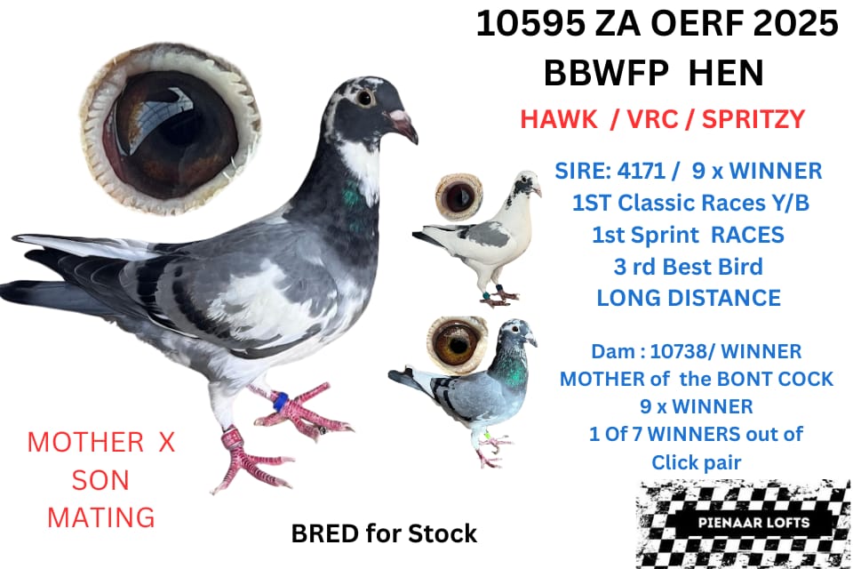 LOT 4: 10595 ZA 25 OERF (H) – BRED FOR STOCK ,FATHER 9 X WINNER /SPRINT WINNER/CLASSIC WINNER / NOUPOORT WINNER WITH 25 MIN/AND AGAIN NOUPOORT WITH 45 MIN /3RD BEST LONG DISTANCE CLUB / MOTHER IS 1 OF 7 CURRENT WINNERS OUT OF CLICK PAIR 7145 H/BROTHER 2 X BRONZE MEDAL OERF 2024 BEST BIRD MIDDLE DISTANCE CLUB AND 2ND BEST YERLING OERF 2024 OVER ALL – SEE PEDIGREE !!!