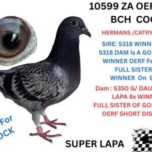 LOT 3: 10599 ZA 25 OERF (C) - 5318 WINNER ON 535KM DAM TO 5318 IS A GOLD MEDAL WINNER SHORT DISTANCE OERF 2025 / LAPA HIMSELF 8 X WINNER BRED 25 WINNERS G/FATHER TO MANY WINNERS AND OLR WINNERS/BAKKIE WINNERS /ACE PIGEONS /OERF FEDERATION WINNERS /GPU WINNERS / GOLD MEDAL BRONZE MEDAL /SILVER MEDAL WINNERS ECT. - SEE PEDIGREE !!!