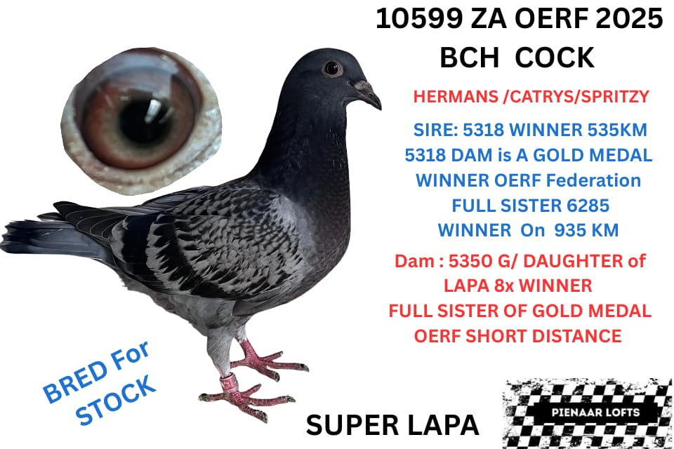 LOT 3: 10599 ZA 25 OERF (C) – 5318 WINNER ON 535KM DAM TO 5318 IS A GOLD MEDAL WINNER SHORT DISTANCE OERF 2025 / LAPA HIMSELF 8 X WINNER BRED 25 WINNERS G/FATHER TO MANY WINNERS AND OLR WINNERS/BAKKIE WINNERS /ACE PIGEONS /OERF FEDERATION WINNERS /GPU WINNERS / GOLD MEDAL BRONZE MEDAL /SILVER MEDAL WINNERS ECT. – SEE PEDIGREE !!!