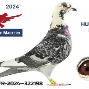 LOT 5: FR-2024-322198 (C)  - Kévin HUYGHE is now the official caretaker of the France Masters loft. Before being appointed, he registered a pigeon to play for the win! The mother is a female from the Balcaen/Dubois tandem, specialist in speed/middle distance competitions. The father is none other than the Ace pigeon at the Lille group in 2022 at Dominique SERRURIER. - SEE PEDIGREE AND EXTRA INFO !!!