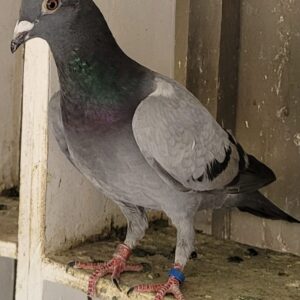 LOT 1: 754 ZAOP 2025 (C) - Is bred from super genes. Genes that need no introduction worldwide. Proven performance genes on OLR and Union platforms. They have been responsible for great achievements at many OLR lofts including Afrikapro, Vic Falls etc. They excelled and smashed records on union level in South Africa in different provinces proving their quality. - SEE PEDIGREE AND EXTRA INFO !!!!