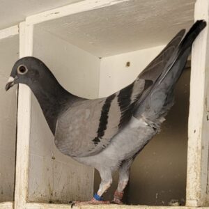 LOT 2: 755 ZAOP 2025 (H) - Is bred from super genes. Genes that need no introduction worldwide. Proven performance genes on OLR and Union platforms. They have been responsible for great achievements at many OLR lofts including Afrikapro, Vic Falls etc. They excelled and smashed records on union level in South Africa in different provinces proving their quality. - SEE PEDIGREE AND EXTRA INFO !!!