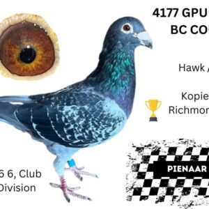 LOT 1: ZA 21 GPU 4177 (C) - RICHMOND WINNER 2022 ,1ST CLUB,3RD DIVISION , BROTHER 2079 3 X WINNER BEST BIRD 2023 CLUB SISTER 10718 2 X WINNER SISTER 10719 2X WINNER 2ND GPU UNION SISTER 10738 WINNER CLICK PAIR 10869 WIT COCK BROTHER 6835 4 X WINNER ,AS YOUNGSTER IN OLD BIRD RACES SISTER 11999 EXELLENT BREEDER ALREADY BRED 4 WINNERS WITH 12019 SPRITZY COCK - SEE PEDIGREE !!!