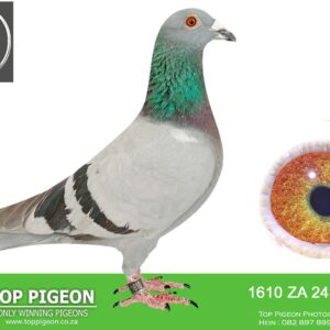 LOT 2: ZA 24 VPU 1610 (H) - 95TH FINAL RACE SAPIR - BRED BACK TO GOLDEN CARELLY - SUPER BREEDER OF MANY WINNERS - SEE PEDIGREE - THIS IS SUPER OLR GENETICS !!!