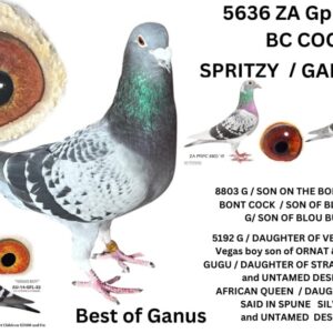 LOT 3: ZA 22 GPU 5636 (C) - BRED FROM THE VERY BEST "BLOU BUL" "GANUS FAMILY LOFT" GENETICS - SEE PEDIGREE - THIS IS A SUPER BRED PIGEON !!!
