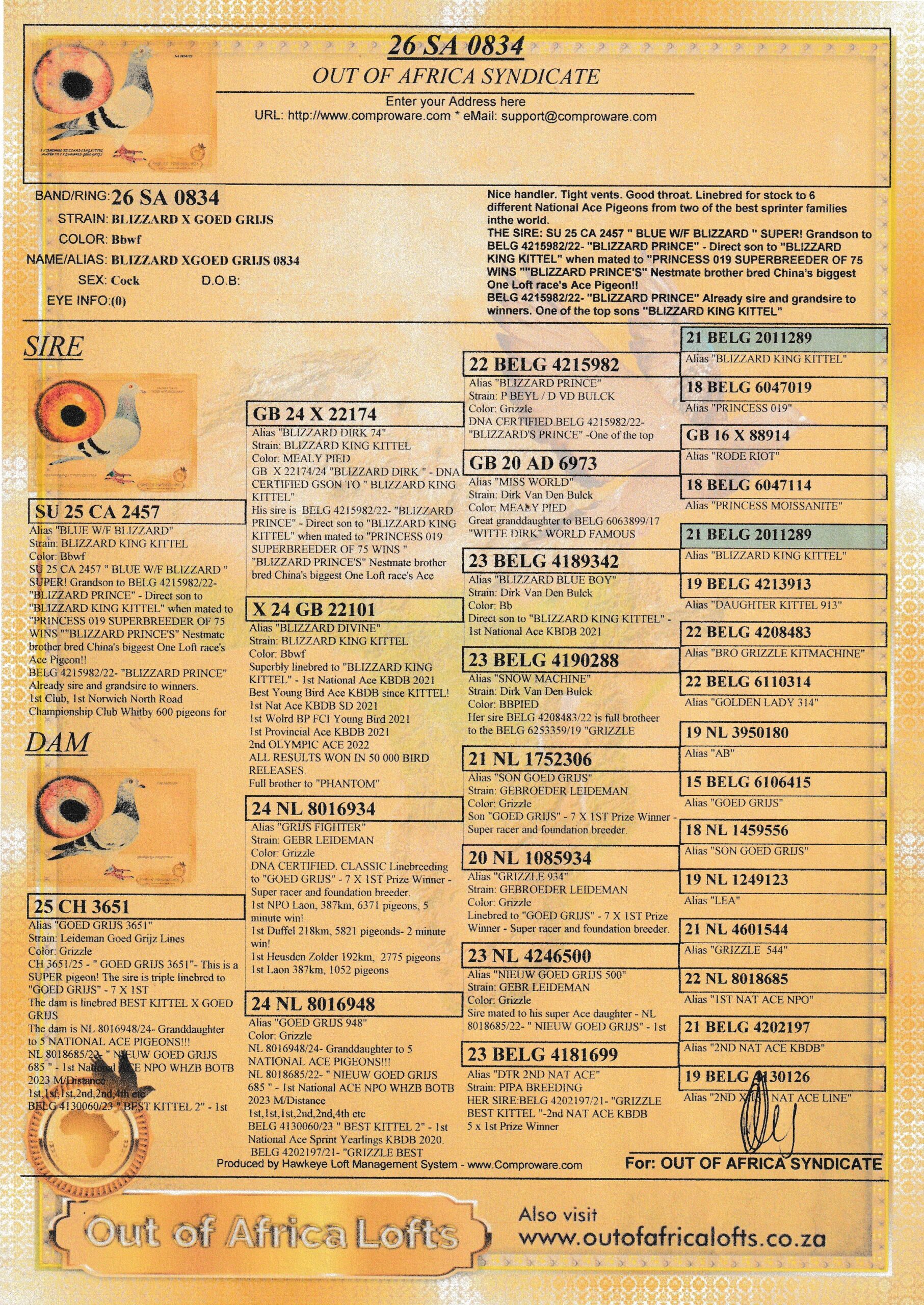 LOT 2: SA 0834/26 (C) – “ BLIZZARD X GOED GRIJS 0834 “- Young cock bred for stock by combining two of the World’s current best Speed Ace Families. Linebred for stock to 6 different National Ace Pigeons from two of the best sprinter families in the world. THE SIRE: SU 25 CA 2457 ” BLUE W/F BLIZZARD ” SUPER! Grandson to BELG 4215982/22- “BLIZZARD PRINCE” – Direct son to “BLIZZARD KING KITTEL” when mated to “PRINCESS 019 SUPERBREEDER OF 75 WINS “”BLIZZARD PRINCE’S” Nestmate brother bred China’s biggest One Loft race’s Ace Pigeon!! – THE DAM: CH 3651/25 – ” GOED GRIJS 3651″- This is a SUPER pigeon! The sire is triple linebred to “GOED GRIJS” – 7 X 1ST – SEE PEDIGREE !!! - Image 2