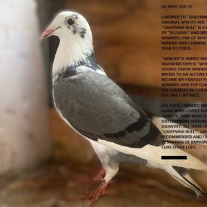 LOT 6: ZA 25 TOTI 4435 - LINEBRED TO "LIGHTNING BULL" WITH THIS ORIGINAL SPRITZY HEN "WINGER" "LIGHTNING BULL" IS A DOUBLE GRANDSON OF "BLOUBUL" AND BRED A 3 BREAK AWAY WINNERS - SEE PEDIGREE !!!