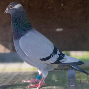 LOT 9: ZA 21 NKR 18 (C) - THIS BLOODLINE IS HIGHLY SOUGHT AFTER IN PARTICULAR LINEBREEDING CAN BE FOUND IN NUMEROUS ONE LOFT WINNERS - SEE PEDIGREE !!!