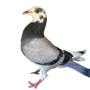 LOT 5: ZA 25 TOTI 4340 - PURE SABLON GENETICS - SALYNERO - NEW CARELLY - BAK 17 - FLIPPER AND BLUE ACES - SEE PEDIGREE !!!