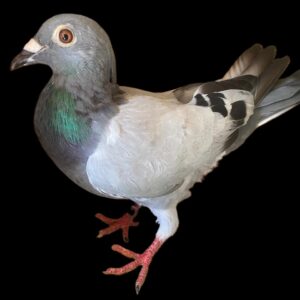 LOT 2: ZA 25 TOTI 4467 (C) - THE LAST BROTHER TO SISTER MATING - BRED FROM THE VERY BEST SANPO GOLD MEDAL LINE - SEE PEDIGREE !!!