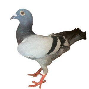 LOT 1: ZA 25 TOTI 4453 (C) - VERY STRONG INBRED TO ALL THE TOM LOCK'S BEST - THE PURITY OF THIS BLOOD IS HARD TO COME BY - SEE PEDIGREE !!!