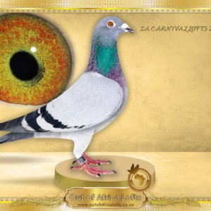 LOT 9: ZA CARNIVAL 2205/24 (H) - “ SUPERBREEDER 810 – GUNNER “ - SUPERBREEDER 810- THE UNDISPUTED NUMBER ONE ONE LOFT FAMILY IN SOUTH AFRICA Once again, for the 36th time, ANOTHER ONE LOFT WINNER FORM 810 LINE- a double ggchild of SUPERBREEDER 810 AND GOLDEN CARELLY won 1st Final Capetown International Summer Race 2026 by a MARGIN!!!! Good handler. Bred for stock from many Foundation breeders: * SA GRPA 0652/10 - Sire, grand and ggsire to winners and Ace Pigeons! When mated to kittel hen GB 31735/19 P- Sire to ZA ZULU 2533/20 - Sire to ZA ABL 643/22- "AMIRA" - 9 X Club Winner, 4 x PTA Union Winner! SANPO GOLD OVERALL DISTANCE (2001 + PIGEONS 2024), SANPO SILVER MEDAL MIDDLE DISTANCES (2001+ PIGEONS2024 SANPO BRONZE SHORT DISTANCE 2011+ PIGEONS 2024 2ND FCI SANPO OVERALL DISTANCES 2024 - Sold for R252 000 on toppigeon. - SEE PEDIGREE !!!