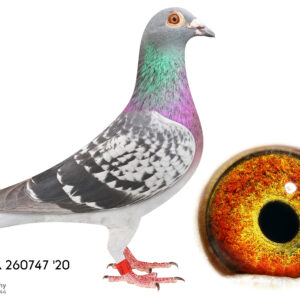 LOT 11: 260747 ZA 20 (H) - VEENSTRA/KANNIBAAL - THE SIRE: Bred from the best SAMDPR pigeons. The grandfather of this cock flew a 7th position at the SAMDPR against 2627 pigeons. He was the 6th best pigeon in the Average at SAMDPR. - THE DAM: This hen was bred for stock. It is a father daughter mating - SEE PEDIGREE !!!