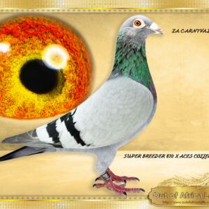 LOT 10: ZA CARNIVAL 2185/24 (C) - GIEVE AWAY !!!!!!!!!!!!!! “ DOUBLE CHEEKY “ Brother to superbreeders on sire and dam side. Direct son, one of last two sons bred of the pair before hen went unfertile, nest brother in stock. Both parents superbreeders. The sire ZA VPU 4841/19 - His son ZA VPU 973/20 is sire to ZA SSPO 1115/21 - 2 X Winner 1st Club, 17th Fed, 96th Truck 1466 pigeons,, 340km, Oudtshoorn 1st Club, 2nd Fed, 3rd Truck 1 515 pigeons , 644km,Hanover His dam is ZA GPU 11482/15 - 5th Ace Pigeon Carnival One Loft Winter Race 2016. ACE PIGEONS BREEDS ACE PIGEONS......... First baby bred for racing ZA OERF 05683/16 - 3rd Final Carnival City One Loft Winter Race 2017, 8th Ace Pigeon. Granddam to ZA VPU 9428/22 " KALAHARI SANDS" Dinokeng Entrant 2023 1st Dinokeng Final Race Winner of R120 000 2nd Ace Dinokeng 2023 - Winner of R80 000 Dam to ZA VPU 9790/22-25th Final Cradock, Pienaarsrivier, 820km, vel 1319 The dam is also granddam to ZA GPU 18580/13- SUPERBREEDER. Ggdam to ZA OOA 212/19 - Granddam to ZA CYRILS 5164/23- 1st Final Sapir Summer race 2023 -Bred by Ou Skuur Hokke.Wins by 2 minutes break away! Her other grandchild 3 x Winner. Dam to ZA OOAFRICA 103/17 - Dam to ZA PWF 11984/21- 1st Club, 1st PWFed, Theunissen, J/O, 331 km, vel 1297- Bred by Boshoffs. Wins by 40 seconds! Dam to ZA GPU 07153/15 - 1st Club, 10th Union, Winburg 2, 294km, vel 1942 Bred by Out of Africa Lofts, raced by Hans De Noon. Dam to ZA CYRILS 3929/17 - Dam to ZA ANPK 458/20- 1st Club, 1st Union, NOPKunion, 549km, vel 1714.- Raced by Neil Johnston. Granddam to ZA OOA 76/19 - Dam to ZA PPL 685/22 - 9th Final Dinokeng 2023 - "LONE DANCER "- Entered by TEAM J TRIPPLE A- Bred by Joan Van Der Walt - SEE PEDIGREE !!!