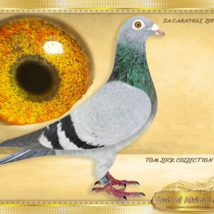 LOT 5: ZA CARNIVAL 2143/24 (H) - Linebred to " AFRICAN KING" - Sold for R35 000. ZA THU 11791/07 -  3rd Ace Bird Club 2008, 3rd Ace Bird Division 2008, 6th Ace Bird THU Y/B Series 2008  Super Racer & Breeder of winners and One Loft Aces. 2 x Winner. Sire to 18 wins Union Sale Ring - 2008 4th Union Sale Race Winner of R24 000. 3rd Ace Bird Club 2008, 3rd Ace Bird Division 2008, 6th Ace Bird THU Y/B Series 2008   Ggsire to ZA OOA 139/18 - SUPER BREEDER. Dam to ZA OERF 4745/22 - "GOLD GIRL "  SANPO GOLD MEDAL WINNER LONG DISTANCE FCI 2024  9th Wolrd Ace Long Distance  Greater Gauteng Combine WInner  1st Springfontein OERF Federation 2024  2nd Colesberg OERF Federation 2024  3rd Rivhmond OERF Federation 2024  9th Noupoort OERF Federation 2024 - SEE PEDIGREE !!!