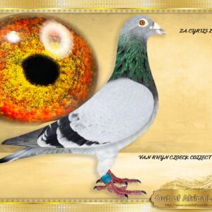 LOT 6:ZA CYRILS 2754/16 (C) - “ ONE LOFT VAN RHYN CLOECKS “   THIS IS A SUPER COCK!!!!  One of the best VRC COCKS at stock.  We bred stock from him 2025 season.   10/10 AND 10/10 Throat rating by H Painter.   Sire to ZA VPU 1470/18 -Top racer.   Sire to ZA TURF 0607//24- 3rd Club, 3rd WPUUnion,BLOEM, Y/B, 1149 vel  ETC.   Raced by G Heymans, bred by OOA LOFTS   ZA TURF PETS 0862/24- Raced and score 7 times  Raced by G Heymans , bred by OOA     Full brother to Proven breeders. ZA CYRILS 4590/16 - Dam to  ZA VPU 2800/18 -2 X WINNER! Equal 1st Club. 7 RACERS ON THE DROP!!  Grandson to ZA CYRILS 1339/07- "VRC FOUNDATION COCK"  SUPERBREEDER and sire to 16 different winners with 4 different hens in 3 seasons. - SEE PEDIGREE !!!