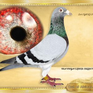 LOT 7: ZA CYRILS 3763/17 (C) - “ NEW MIRACLE “  -   Top class breeder. 10/10 and 10/10 throat rating by H Painter.  Sons and daughters bred in 2025 season kept for stock.   Also Brother to various proven breeders for different fanciers.  His sister is a Proven breeder for R Van Der Schyff - ZA CYRILS 4591/16 - Dam to 1st Club, 5th Fed. Full sister to ZA OERF 09471/11 - Super racer, and even better breeder. Her other daughter ZA CYRILS 4590/16 - Dam to  ZA VPU 2800/18 -3 X WINNER! - One of the Best racer in F Van Heerden's Loft!!  ZA CYRILS 5787/16 - Sire in first season to ZA CYRILS 2194/18 - 4TH ACE KLAPMUTS SPRINT SERIES 2018 - Bred by S Fouche  Gsire to ZA FB 45245/16- 1st FBU, Beafort - West, 363km, vel 1514, 6610 pigeons. bred and raced by P VAN WYK & FAMILY  ZA FB 45244/16 - 2nd FBU Hopentown, 663km, vel 1299, 4525 pigeons. Bred & raced by VAN WYK FAMILY His daughter, ZA CYRILS 4788/14 - Breeds Willowmore Winner by 8 minutes. 716km.  Ggsire to ZA FB 4423/18 - 1st Club, 1st Federation, 1st Zone Swartland, Lainsburg, 202km, vel 1388, FBHU - Bred by Out of Africa Lofts, raced by K Edas.   His other daughter .ZA CYRILS 4789/14,  Dam to 2nd FED & 2nd Combine OVRS - SEE PEDIGREE !!!