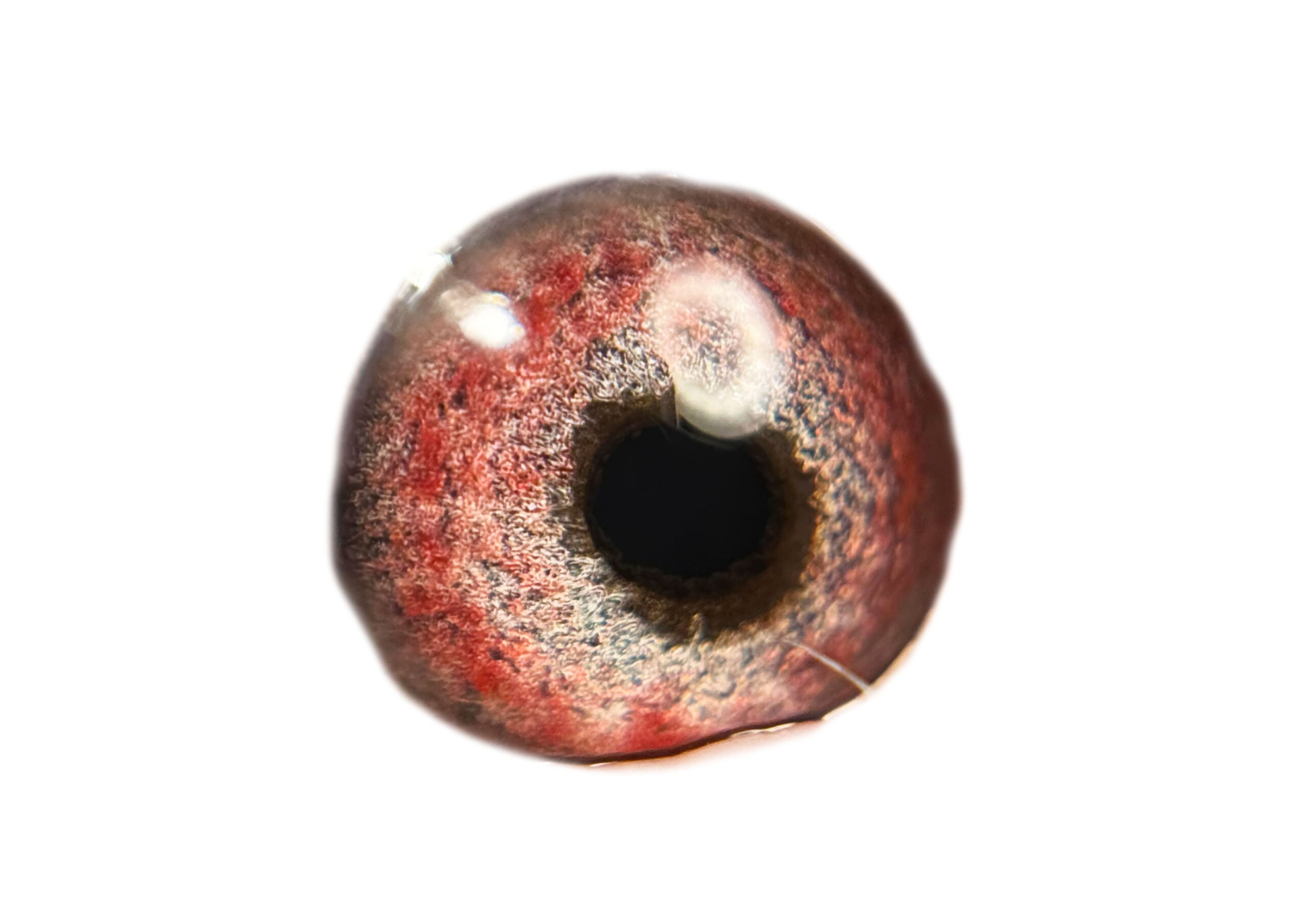 LOT 6: ZA CYRILS 4805/14 (H) – One of our Foundation VRC hens. We believe she shall still lay a few good eggs. DNA P2000029. ZA CYRILS 4805/14 – Gdam to ZA HPV 353/19 – “KENTUCKY GAMBLER ” – 6th Final Victoria Falls Final Race 2020.- Bred and entered by Charles Daniel. Sister also superbreeder for Anton Lombaard. Sister to 2 different winners with different hens in first season at stock. ZA FB 38064/12 -2 X Winner Raced by Van Wyk Family. Bred by Out of Africa Lofts. 1st Club, 1st Fed, 1st Wes Boland Union ZA GPU 16786/12 Club Winner. Raced by C/ Fernandez 1st, 2nd, 8th, 9th and 10th Club., 3rd Club, 4th Fed 3rd Club, 5th Fed, STERKSTROOM ZA GPU 17685/13 5th Vredendal Hot Spot 3 Klapmuts One Loft Full brother to, ZA OERF 09471/11 Dam to 1st Klapmuts Lofts Western Cape Final Race 2013 Bred by Out of Africa Lofts,Raced by GRPA as SCMDPR Entrant. 17th SCMDPR HotSpot, Winner of $1000 106th SCMDPR Final 2012 – SEE PEDIGREE !!!! - Image 3