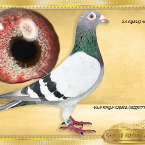 LOT 6: ZA CYRILS 4805/14  (H) -  One of our Foundation VRC hens. We believe she shall still lay a few good eggs.   DNA P2000029.  ZA CYRILS 4805/14 - Gdam to ZA HPV 353/19 - "KENTUCKY GAMBLER " - 6th Final Victoria Falls Final Race 2020.- Bred and entered by Charles Daniel. Sister also superbreeder for Anton Lombaard.  Sister to  2  different winners with different hens in first season at stock.  ZA FB 38064/12 -2 X Winner Raced by Van Wyk Family.  Bred by Out of Africa Lofts.  1st Club, 1st Fed, 1st Wes Boland Union  ZA GPU 16786/12 Club Winner. Raced by C/ Fernandez  1st, 2nd, 8th, 9th and 10th Club., 3rd Club, 4th Fed  3rd Club, 5th Fed, STERKSTROOM  ZA GPU 17685/13  5th Vredendal Hot Spot 3 Klapmuts One Loft  Full brother to, ZA OERF 09471/11  Dam to 1st Klapmuts Lofts Western Cape Final Race 2013  Bred by Out of Africa Lofts,Raced by GRPA as SCMDPR Entrant.  17th SCMDPR HotSpot, Winner of $1000  106th SCMDPR Final 2012 - SEE PEDIGREE !!!!